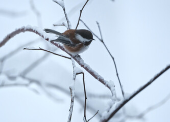 Chickadee in the snow in Alaska