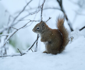 Red squirrel in winter in Alaska