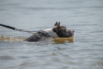 Fototapeta premium Dog swimming in clear water, enjoying the outdoors, with ripples surrounding its body, showcasing the joy of playfulness and connection to nature