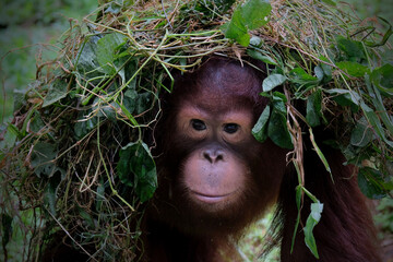 The baby of Orangutan which is native to the rainforests of Indonesia.