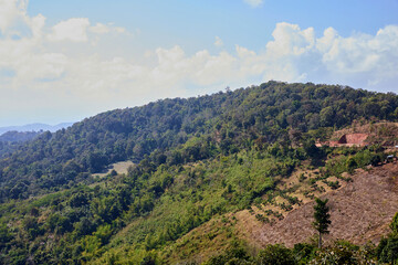 Tropical mountain landscape with tropical trees