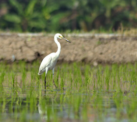 great white heron
