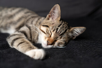 Cute domestic tabby kitten with expressive green eyes lying on a dark grey sofa, curious young shorthair cat looking away, indoor pet photography highlighting soft fur textures and cozy home vibes.