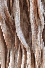 close up of tree bark texture for background