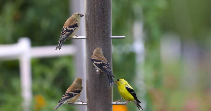 Close up view of tiny House Sparrows and American Goldfinches feeding on the feeder grains.