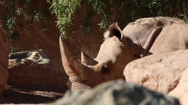 white rhinoceros face close up (beautiful rhino endangered animal species) horned fauna from africa poached near extinction (poachers ivory small ears) zoo