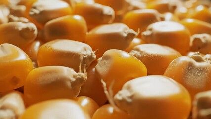A vibrant and detailed closeup shot of numerous golden yellow corn kernels showcasing their natural texture and rich color representing healthy agriculture sustainable farming and the essential raw i.