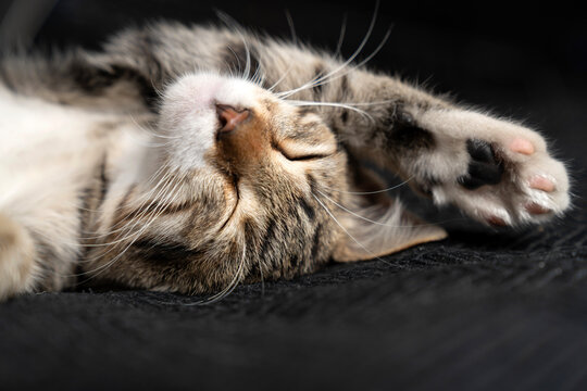 Cute domestic tabby kitten with expressive green eyes lying on a dark grey sofa, curious young shorthair cat looking away, indoor pet photography highlighting soft fur textures and cozy home vibes. - Powered by Adobe
