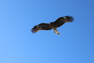 Obraz premium A black kite in the blue sky