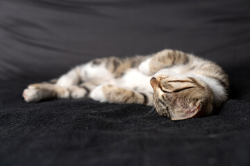 Cute domestic tabby kitten with expressive green eyes lying on a dark grey sofa, curious young shorthair cat looking away, indoor pet photography highlighting soft fur textures and cozy home vibes.