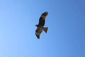Obraz premium A black kite in the blue sky