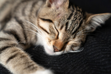 Cute domestic tabby kitten with expressive green eyes lying on a dark grey sofa, curious young shorthair cat looking away, indoor pet photography highlighting soft fur textures and cozy home vibes.