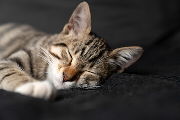Cute domestic tabby kitten with expressive green eyes lying on a dark grey sofa, curious young shorthair cat looking away, indoor pet photography highlighting soft fur textures and cozy home vibes.
