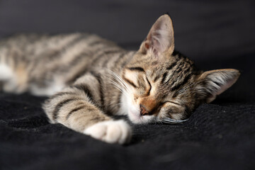 Cute domestic tabby kitten with expressive green eyes lying on a dark grey sofa, curious young shorthair cat looking away, indoor pet photography highlighting soft fur textures and cozy home vibes.