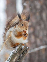 Fototapeta premium The squirrel with nut sits on tree in the winter or late autumn
