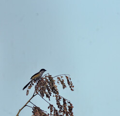 bird on a branch