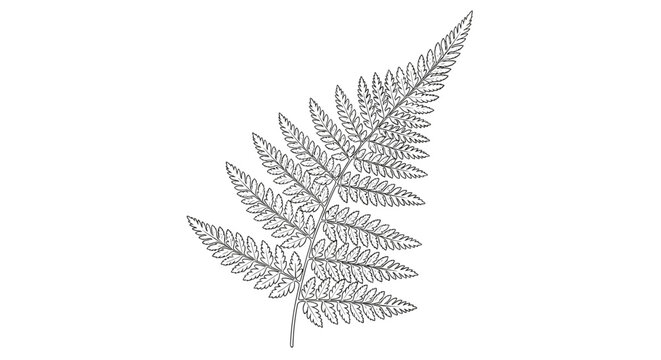 Detailed black and white line drawing of a single fern frond with intricate leaf patterns isolated on a white background for botanical studies.
