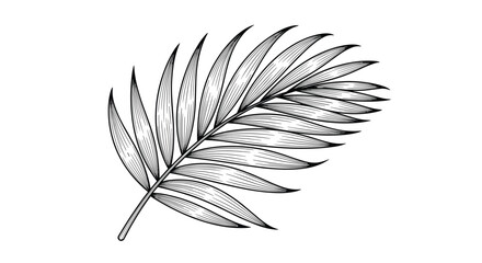 Obraz premium Vintage style woodcut engraving of a palm leaf featuring intricate shading and detail perfect for tropical nature and classical botanical illustrations.