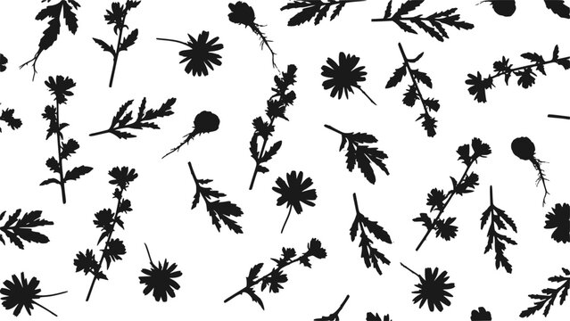 Chicory wildflower plant pattern vector, minimalist botanical root and flowers illustration silhouette background, and hand drawn medicinal herb wallpaper
