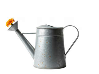 Vintage metal watering can with rust and orange flower blooming from spout, gardening tool, isolated on transparent background