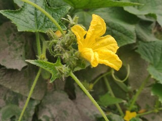 Bright yellow flower on climbing vegetable vine