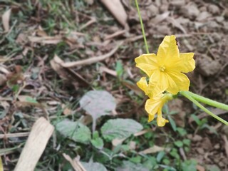 Young vegetable plant growing in dry soil