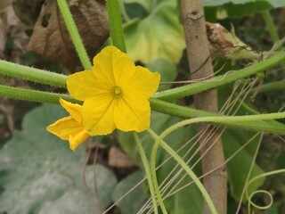 Yellow vegetable flower blooming near soil