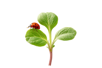 Ladybug on Young Plant: A vibrant ladybug perches delicately on a fresh, green sprout, showcasing the beauty of new life and the harmony between insect and flora.