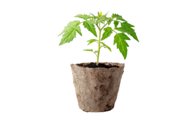 Life's Beginnings: A tender tomato plant, bursting with life, flourishes in a biodegradable pot, a testament to the marvel of growth and the promise of nature's bounty.