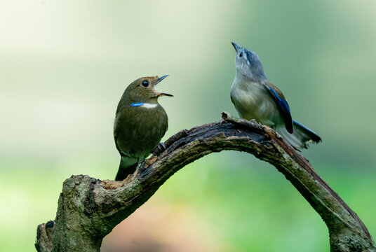 Graceful Blue-winged Minla Perched