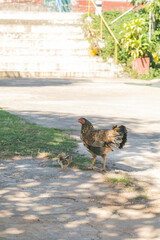 日陰で休んでいる鳥 © nagi