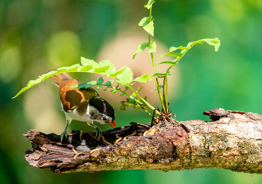 Graceful Blue-winged Minla Perched