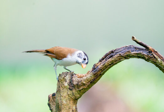 Graceful Blue-winged Minla Perched