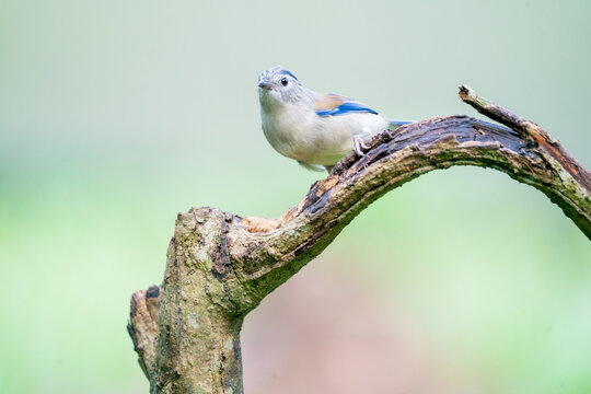 Graceful Blue-winged Minla Perched