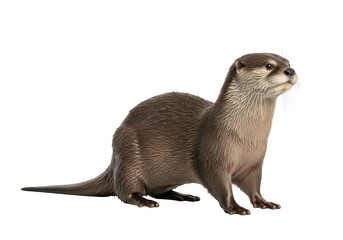 Realistic illustration of an otter standing on all fours looking to the right with detailed fur texture isolated on transparent background