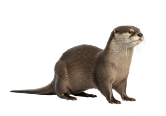 Realistic illustration of an otter standing on all fours looking to the right with detailed fur texture isolated on transparent background