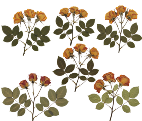 Dried roses and leaves on transparent background, various colors and shapes