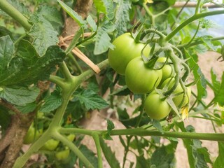 Unripe green tomatoes growing on vine