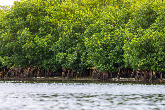 Mangroves in Perico Preserve, southwest Florida