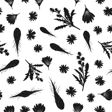 Chicory flower and root silhouette pattern vector, vintage botanical plant illustration background 
