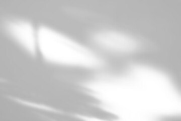 Abstract natural tree branch leaves shadow on white wall background