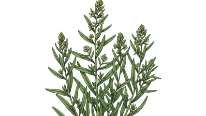 Obraz premium Green tarragon herb isolated for culinary and botanical use