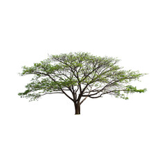 Obraz premium Mature tree with lush green leaves on black background