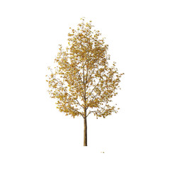 Fototapeta premium Golden leaves on a tree against a dark background