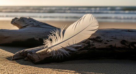 A serene feather rests on driftwood at the beach during sunset
