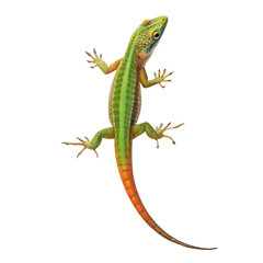 Green and Orange Lizard Watercolor isolated on a transparent background
