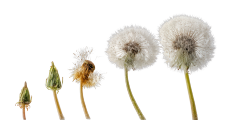 PNG Dandelion life cycle stages.