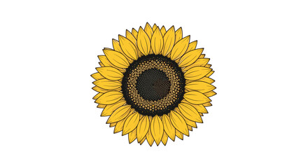 A vibrant, hand-drawn illustration of a large sunflower in full bloom, with detailed yellow petals and a dark center, on a white background.
