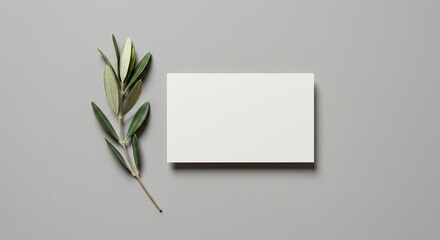 Minimalist composition with blank business card and olive branch on gray background
