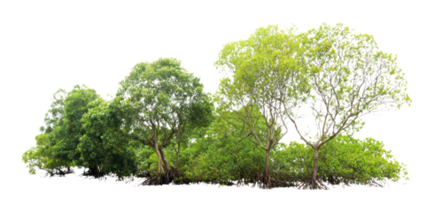 PNG Group of different trees forest vegetation background.